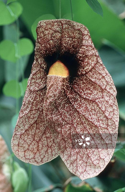 花狸虎（马兜铃）图片素材