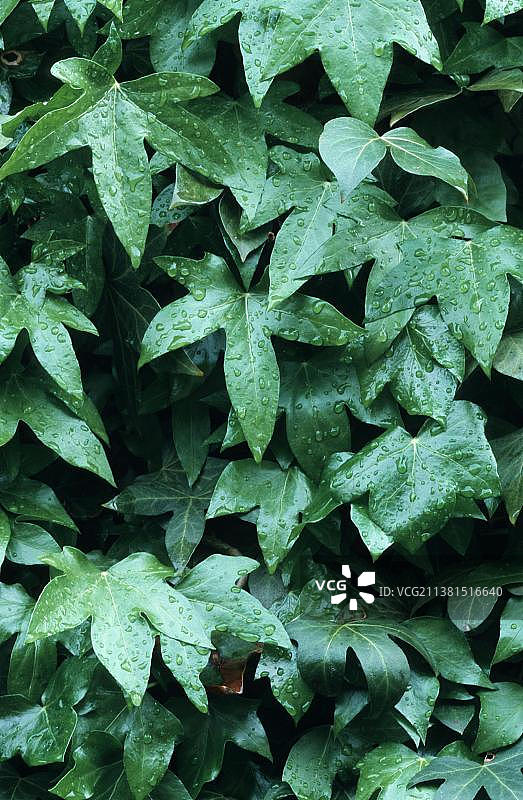 常春藤（Hedera helix）图片素材