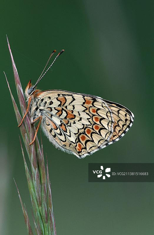 Melitaea phoebe，法国普罗旺斯图片素材