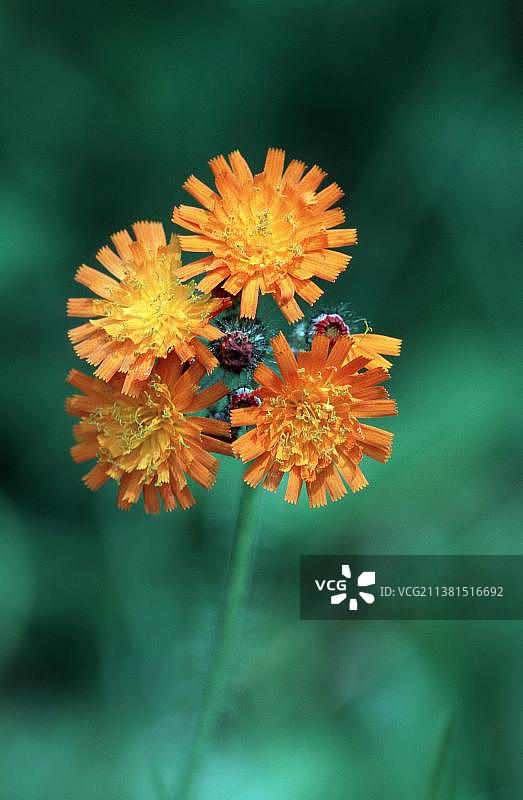 北莱茵-威斯特法伦的橙色山柳菊图片素材