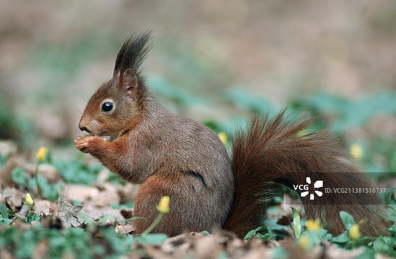 红松鼠，德国北莱茵-威斯特法伦州，欧洲图片素材