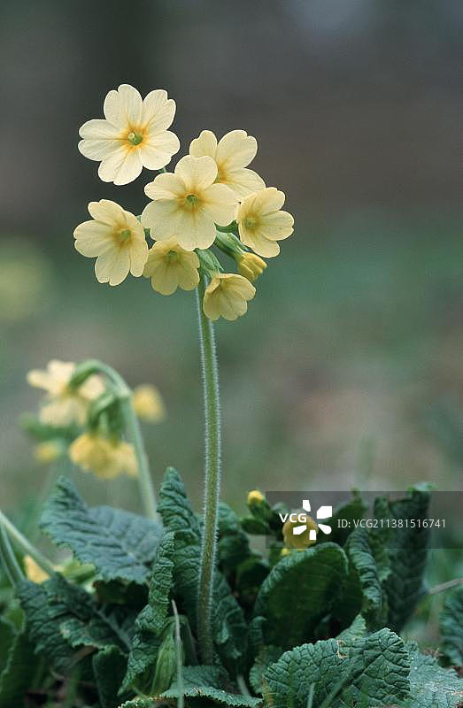 常见的九轮草(报春花)，北莱茵-威斯特伐利亚，德国，欧洲图片素材