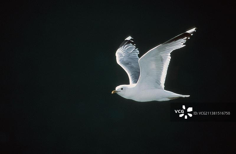 普通海鸥，挪威松恩峡湾图片素材