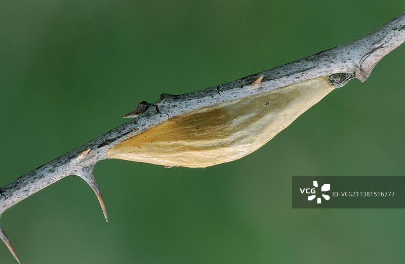 荷兰泰克塞尔岛，六点蜂蛾蛹图片素材