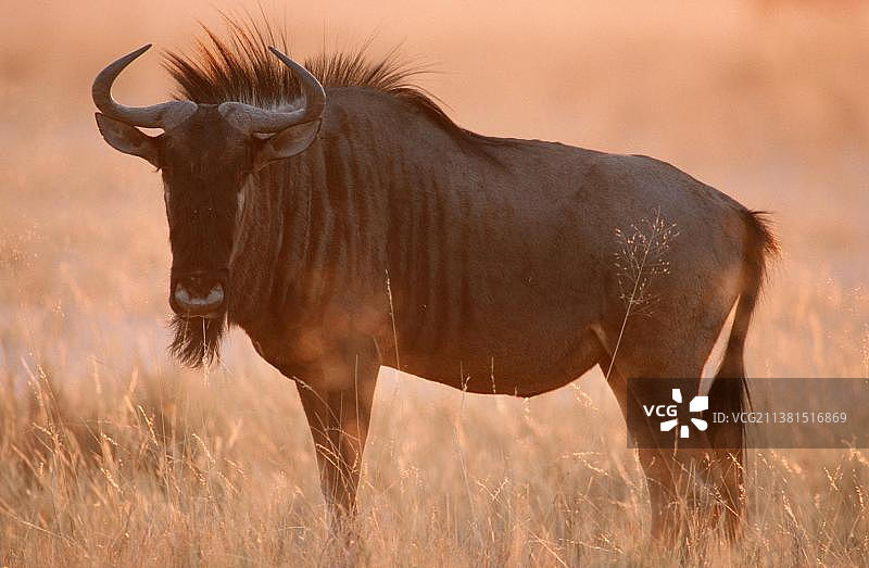 清晨阳光下的蓝色角马，位于纳米比亚埃托沙国家公园图片素材