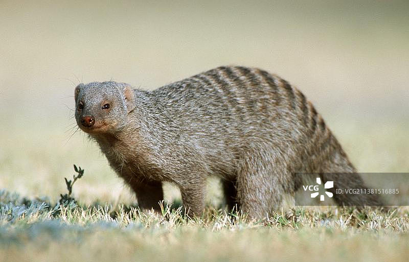 非洲纳米比亚埃托沙国家公园的带纹獴图片素材