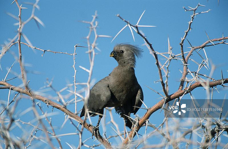 纳米比亚埃托沙国家公园的灰蕉鹃图片素材