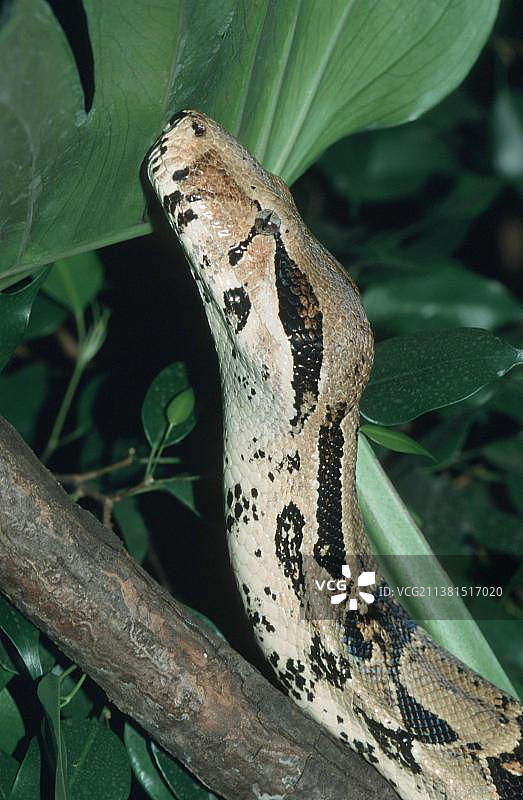 红尾蚺图片素材