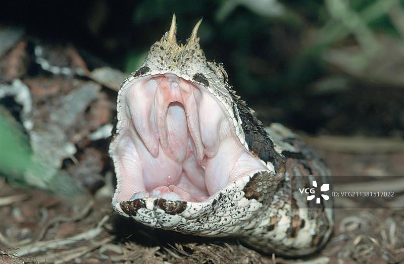 犀角咝蝰图片素材