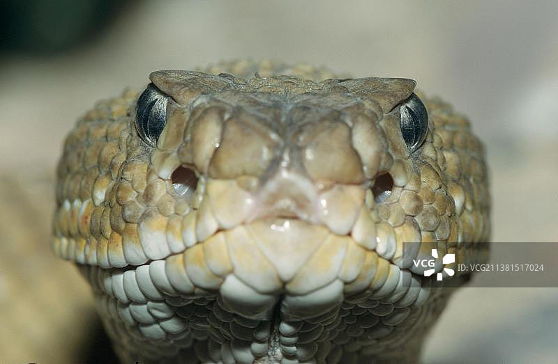 墨西哥西海岸响尾蛇图片素材