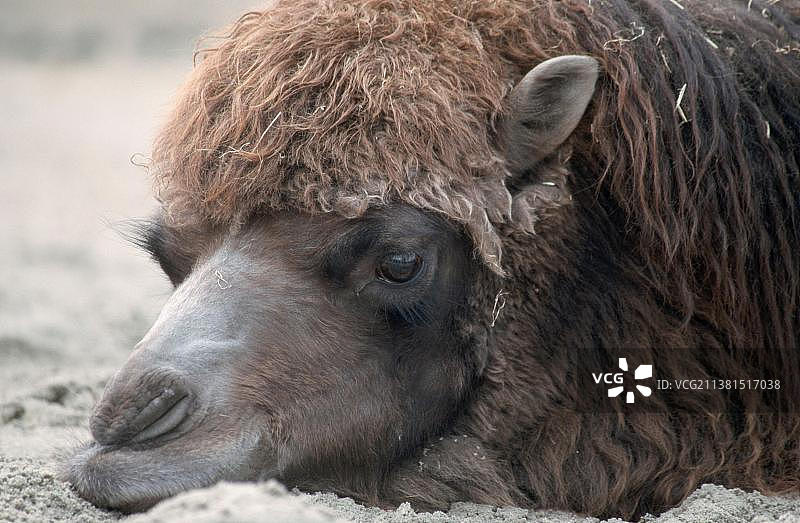 双峰骆驼图片素材