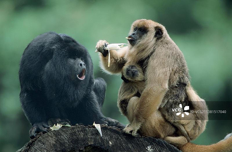黑吼猴（Alouatta caraya），雄性和雌性与幼崽，一对图片素材