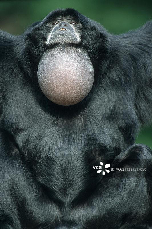 正在鸣叫的雄性合趾猿图片素材