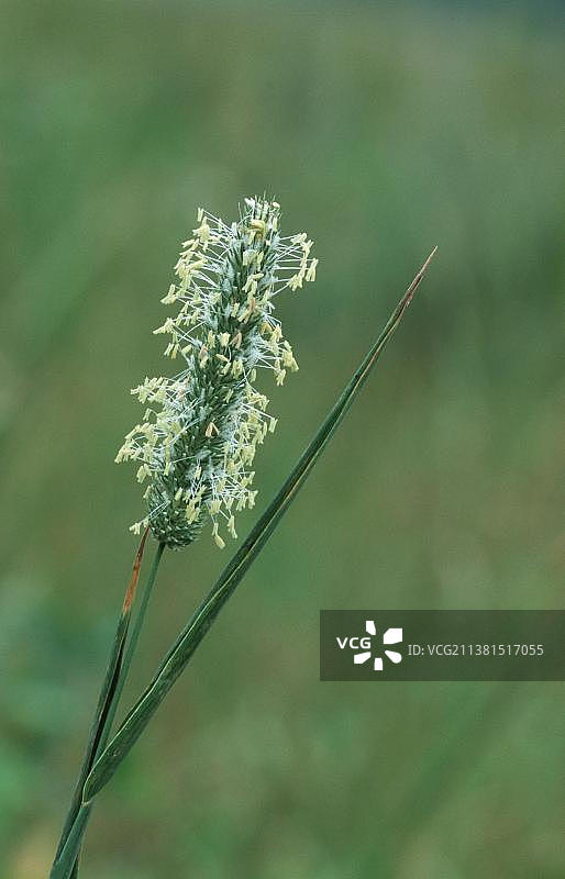 草，北莱茵-威斯特伐利亚，德国(秃柳草)图片素材