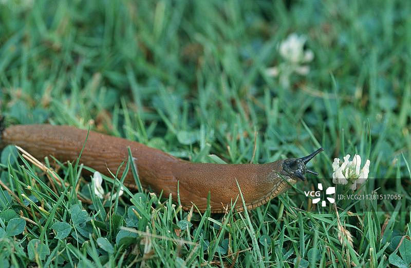 德国北莱茵-威斯特法伦的红色大海蛞蝓图片素材