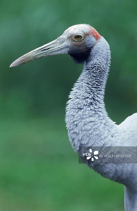 澳洲鹤图片素材