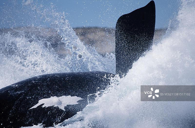 南露脊鲸（Eubalaena australis），阿根廷瓦尔德斯半岛图片素材