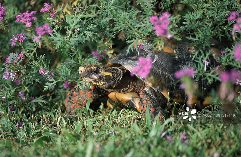 南美洲红腿陆龟，巴西潘塔纳尔图片素材