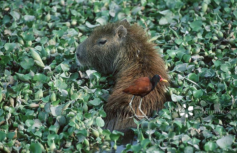 水豚和瓣蹼鹬，委内瑞拉，南美洲图片素材