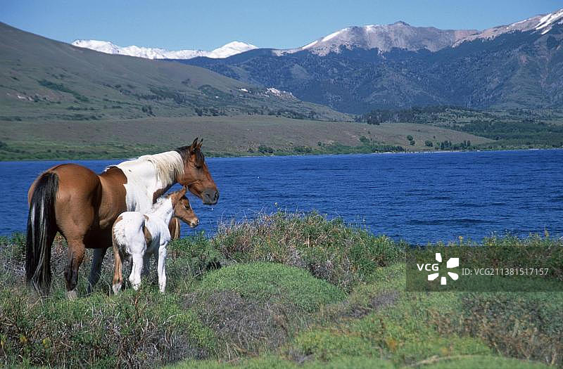 拉宁国家公园的马匹和马驹图片素材