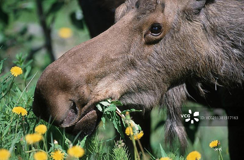 驼鹿（Alces alces），美国阿拉斯加州鹰河图片素材