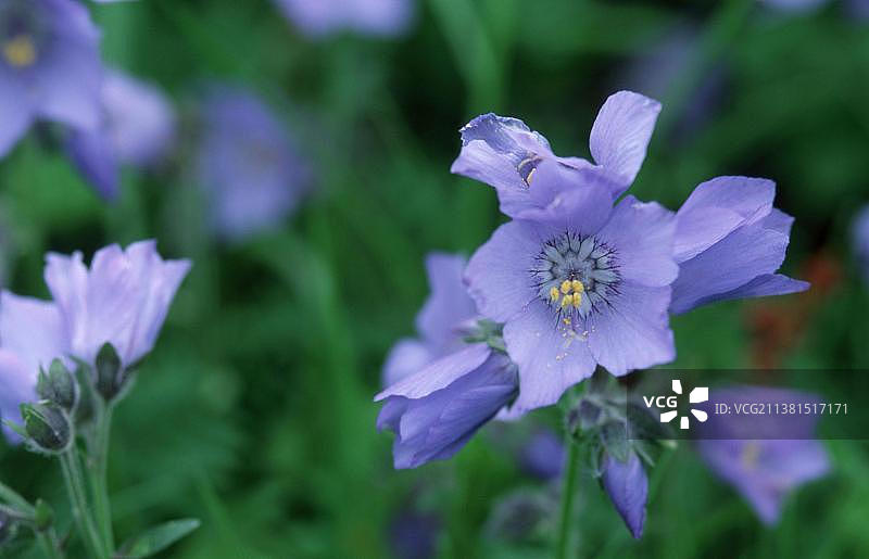 美国阿拉斯加州普里比洛夫群岛的雅各布天梯图片素材