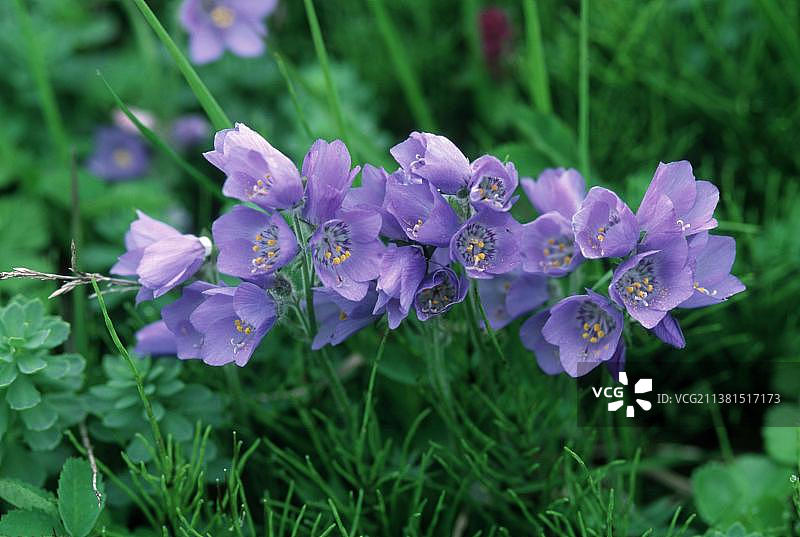 美国阿拉斯加州普里比洛夫群岛的雅各布天梯图片素材