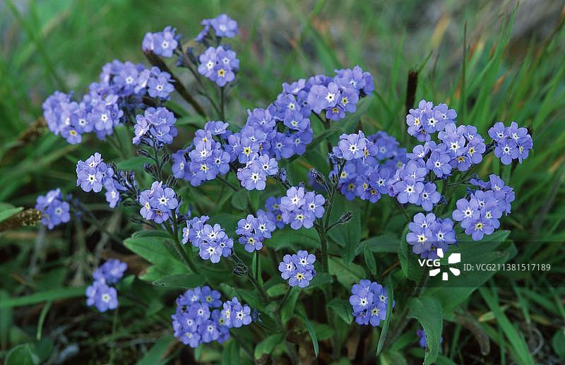 阿尔卑斯山勿忘我，美国阿拉斯加州普里比洛夫群岛（Myosotis alpestris）图片素材
