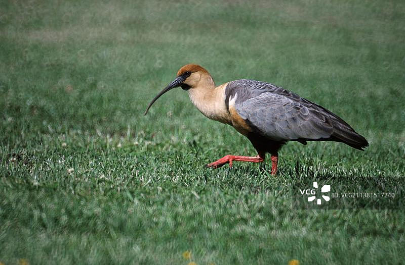 阿根廷巴塔哥尼亚的棕颈鹭图片素材
