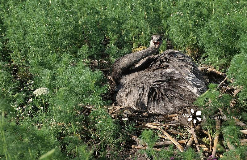 美洲鸵鸟，雄性，在巢穴，南美洲阿根廷图片素材