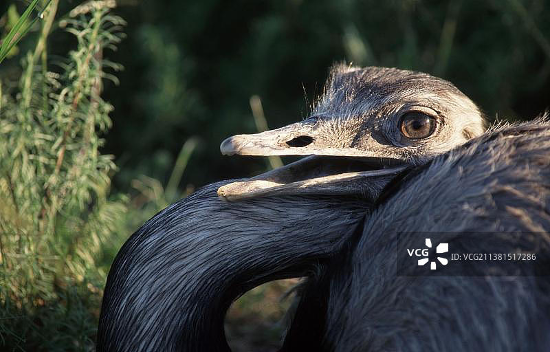 美洲鸵（Rhea americana），阿根廷Entre Rios省，南美洲图片素材