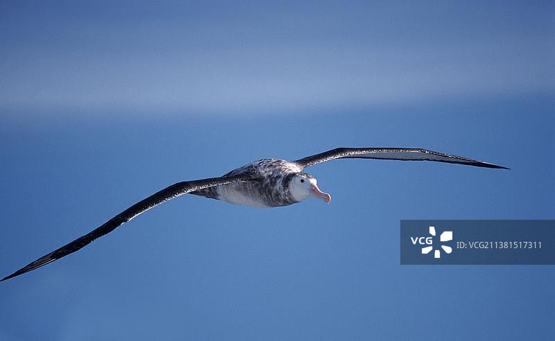 漂泊信天翁，南乔治亚岛普里昂岛图片素材