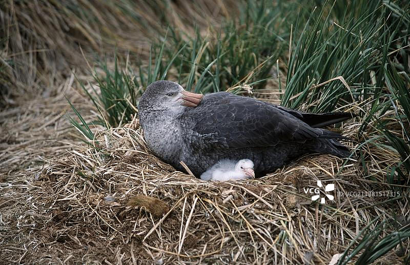 巨海燕与幼鸟在南乔治亚岛哈康国王湾的巢穴中图片素材