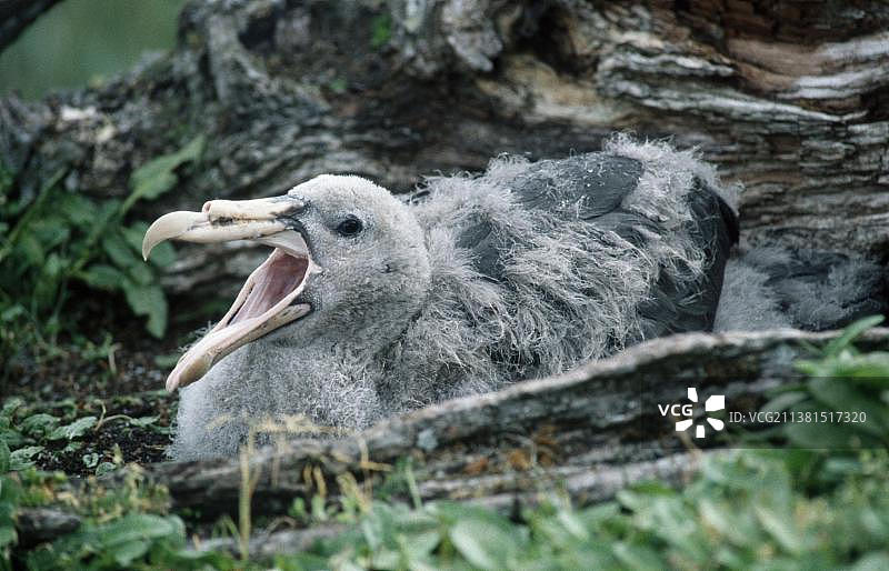 新西兰奥克兰群岛的北方巨海燕图片素材