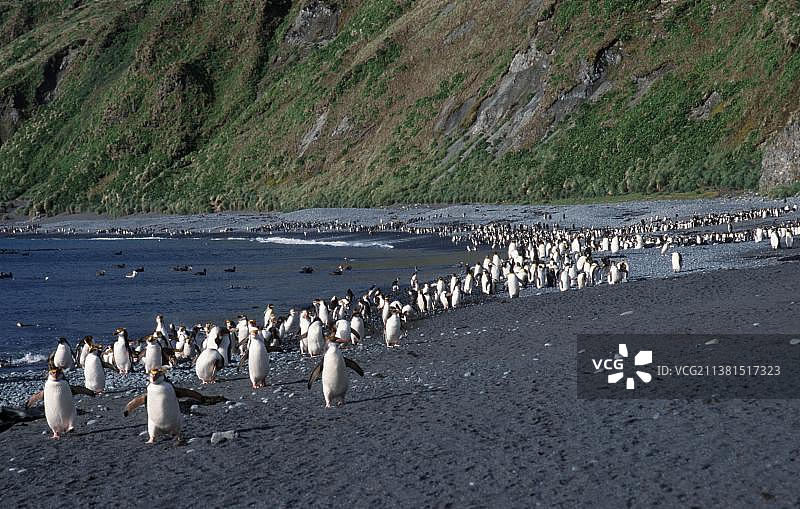 澳大利亚塔斯马尼亚麦夸里岛桑迪湾的皇家企鹅群图片素材