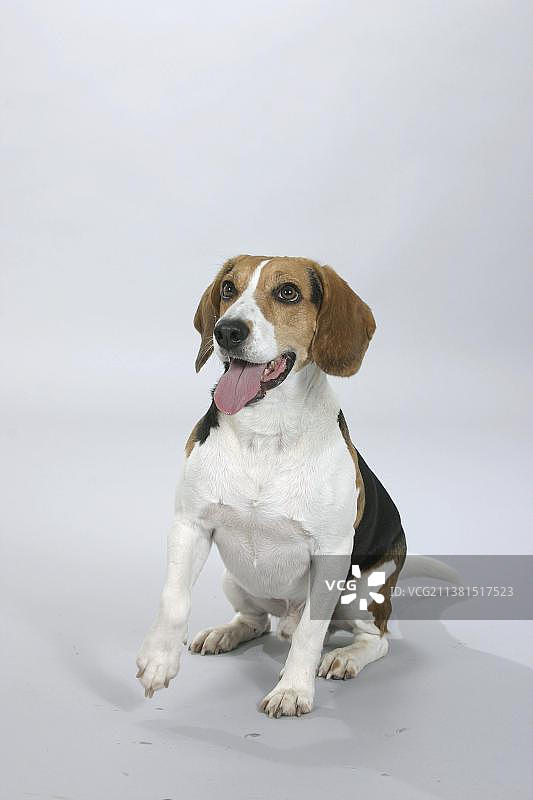 小猎犬号图片素材