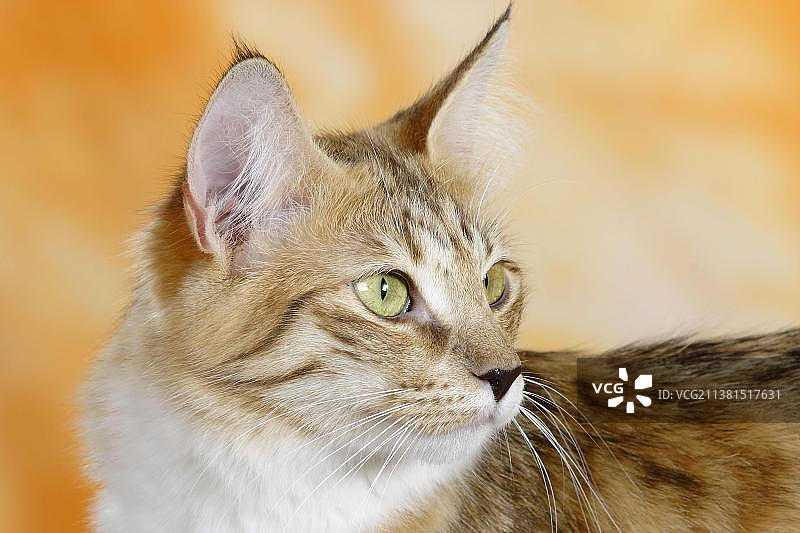 肉桂色斑点虎斑白色挪威森林猫图片素材