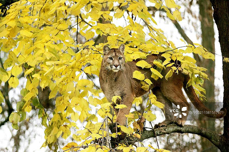 树上的成年美洲狮图片素材