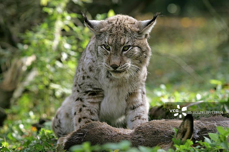 欧洲猞猁捕食狍图片素材