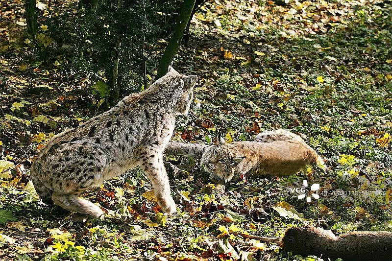 欧洲猞猁打斗图片素材