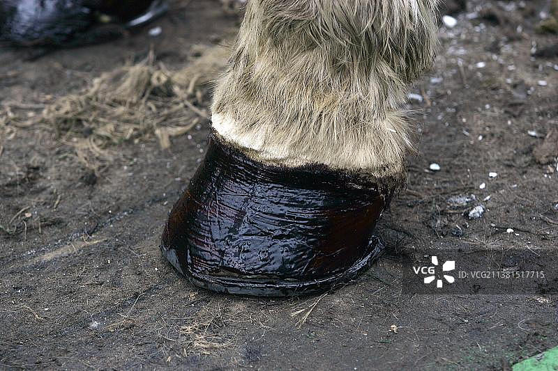 马蹄匠为重挽马钉马掌图片素材