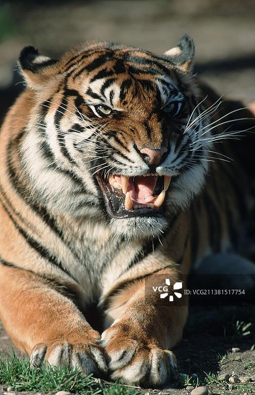 苏门答腊虎图片素材