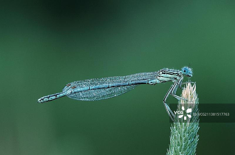 德国的白腿豆娘图片素材