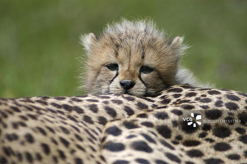 幼年猎豹（Acinonyx jubatus）图片素材