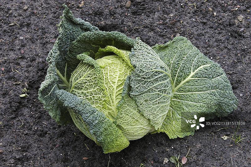 皱叶甘蓝（甘蓝变种）图片素材