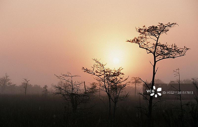 美国佛罗里达州大沼泽地国家公园日出时雾中的落羽杉图片素材