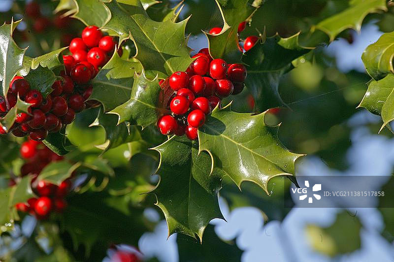 欧洲冬青与红色浆果，诺曼底冬季风光图片素材