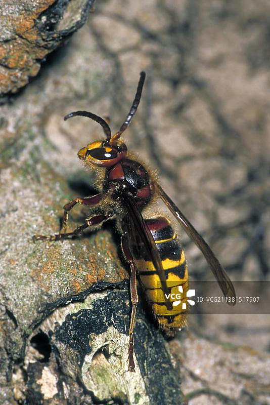 欧洲大黄蜂，欧洲最大的社会性黄蜂图片素材