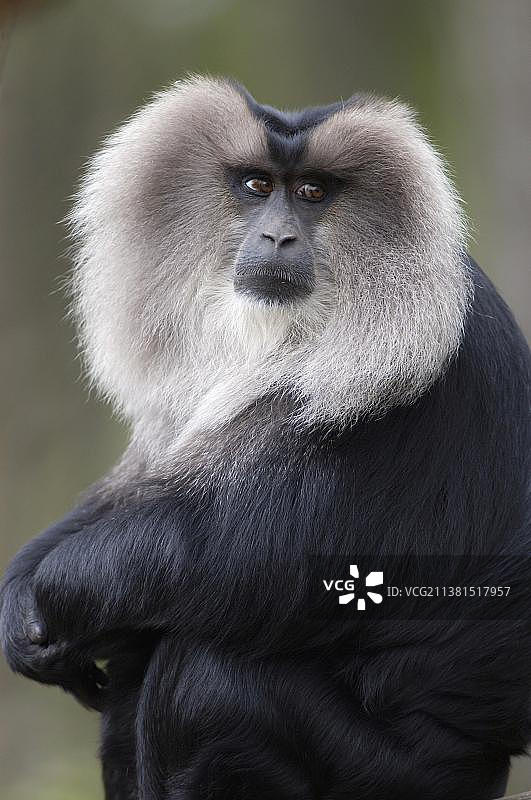 雄性狮尾猕猴图片素材