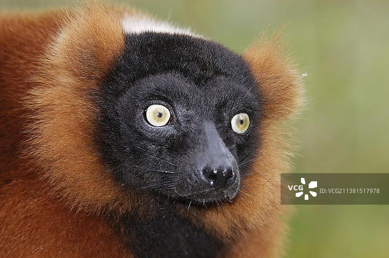 红色皱领狐猴图片素材